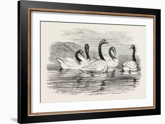 Black-Necked Swans, in the Knowsley Aviary, UK-null-Framed Giclee Print