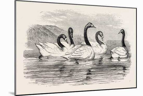 Black-Necked Swans, in the Knowsley Aviary, UK-null-Mounted Giclee Print