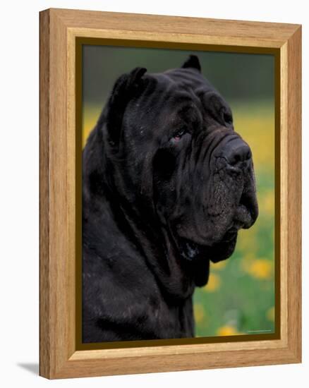 Black Neopolitan Mastiff Portrait-Adriano Bacchella-Framed Premier Image Canvas