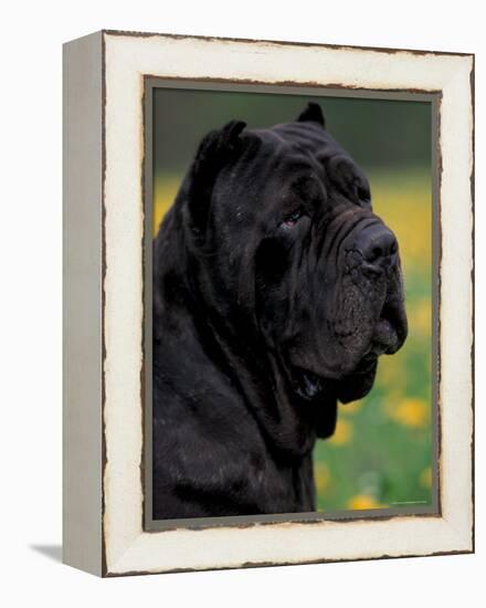 Black Neopolitan Mastiff Portrait-Adriano Bacchella-Framed Premier Image Canvas