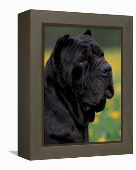 Black Neopolitan Mastiff Portrait-Adriano Bacchella-Framed Premier Image Canvas