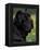 Black Neopolitan Mastiff Portrait-Adriano Bacchella-Framed Premier Image Canvas