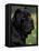 Black Neopolitan Mastiff Portrait-Adriano Bacchella-Framed Premier Image Canvas