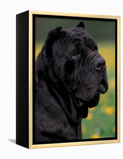 Black Neopolitan Mastiff Portrait-Adriano Bacchella-Framed Premier Image Canvas