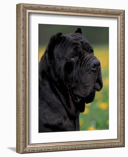 Black Neopolitan Mastiff Portrait-Adriano Bacchella-Framed Photographic Print