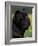 Black Neopolitan Mastiff Portrait-Adriano Bacchella-Framed Photographic Print