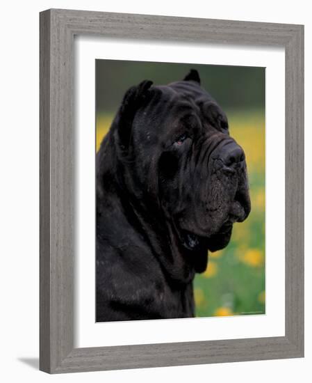 Black Neopolitan Mastiff Portrait-Adriano Bacchella-Framed Photographic Print