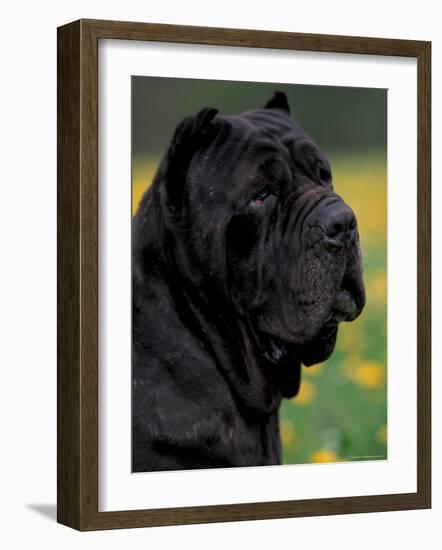 Black Neopolitan Mastiff Portrait-Adriano Bacchella-Framed Photographic Print