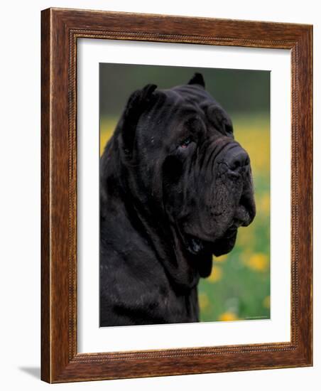 Black Neopolitan Mastiff Portrait-Adriano Bacchella-Framed Photographic Print