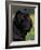 Black Neopolitan Mastiff Portrait-Adriano Bacchella-Framed Photographic Print