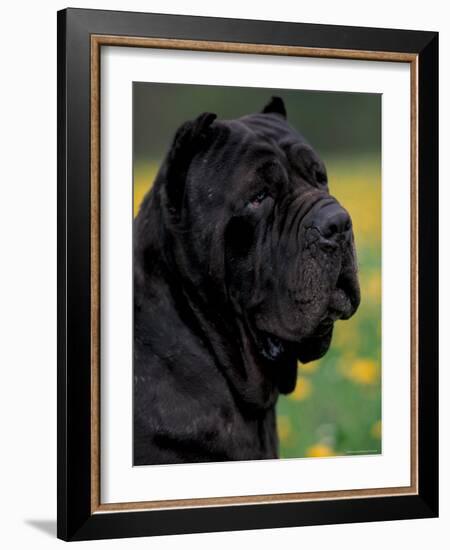 Black Neopolitan Mastiff Portrait-Adriano Bacchella-Framed Photographic Print