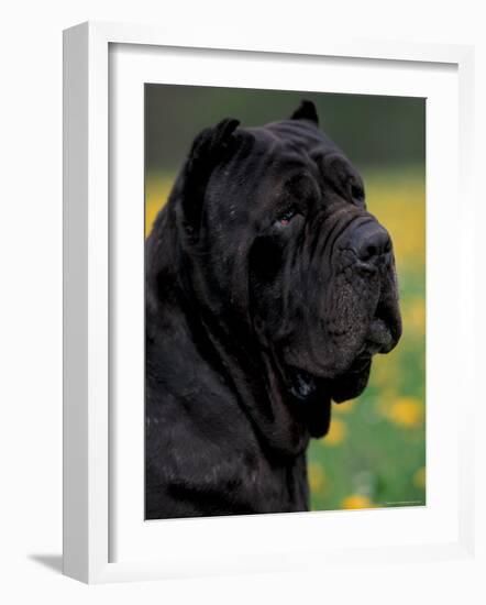 Black Neopolitan Mastiff Portrait-Adriano Bacchella-Framed Photographic Print