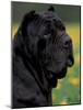 Black Neopolitan Mastiff Portrait-Adriano Bacchella-Mounted Photographic Print