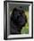 Black Neopolitan Mastiff Portrait-Adriano Bacchella-Framed Photographic Print