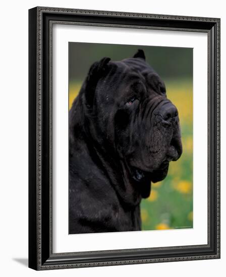 Black Neopolitan Mastiff Portrait-Adriano Bacchella-Framed Photographic Print