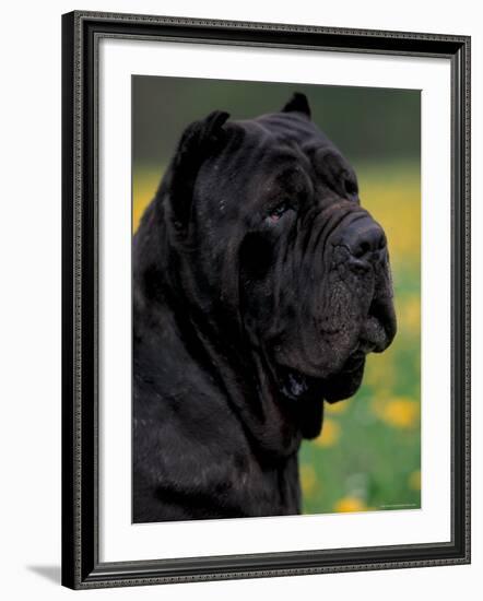 Black Neopolitan Mastiff Portrait-Adriano Bacchella-Framed Photographic Print