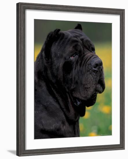 Black Neopolitan Mastiff Portrait-Adriano Bacchella-Framed Photographic Print