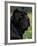 Black Neopolitan Mastiff Portrait-Adriano Bacchella-Framed Photographic Print