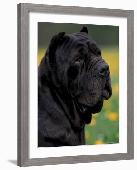 Black Neopolitan Mastiff Portrait-Adriano Bacchella-Framed Photographic Print