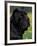 Black Neopolitan Mastiff Portrait-Adriano Bacchella-Framed Photographic Print