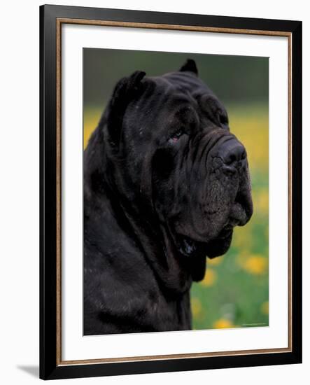 Black Neopolitan Mastiff Portrait-Adriano Bacchella-Framed Photographic Print