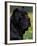 Black Neopolitan Mastiff Portrait-Adriano Bacchella-Framed Photographic Print