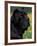 Black Neopolitan Mastiff Portrait-Adriano Bacchella-Framed Photographic Print