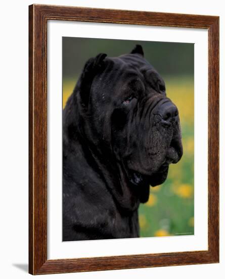 Black Neopolitan Mastiff Portrait-Adriano Bacchella-Framed Photographic Print