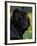 Black Neopolitan Mastiff Portrait-Adriano Bacchella-Framed Photographic Print