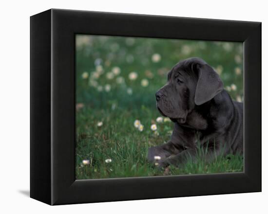 Black Neopolitan Mastiff Puppy Lying in Grass-Adriano Bacchella-Framed Premier Image Canvas