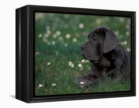 Black Neopolitan Mastiff Puppy Lying in Grass-Adriano Bacchella-Framed Premier Image Canvas
