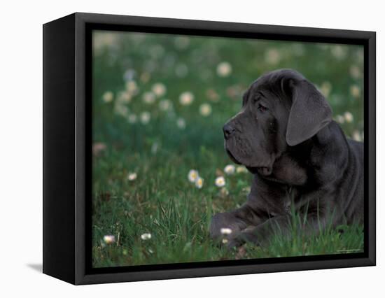 Black Neopolitan Mastiff Puppy Lying in Grass-Adriano Bacchella-Framed Premier Image Canvas