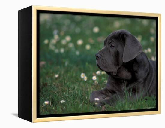 Black Neopolitan Mastiff Puppy Lying in Grass-Adriano Bacchella-Framed Premier Image Canvas