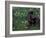 Black Neopolitan Mastiff Puppy Lying in Grass-Adriano Bacchella-Framed Photographic Print