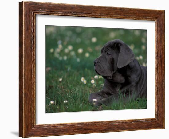 Black Neopolitan Mastiff Puppy Lying in Grass-Adriano Bacchella-Framed Photographic Print