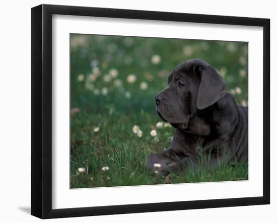 Black Neopolitan Mastiff Puppy Lying in Grass-Adriano Bacchella-Framed Photographic Print