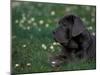 Black Neopolitan Mastiff Puppy Lying in Grass-Adriano Bacchella-Mounted Photographic Print