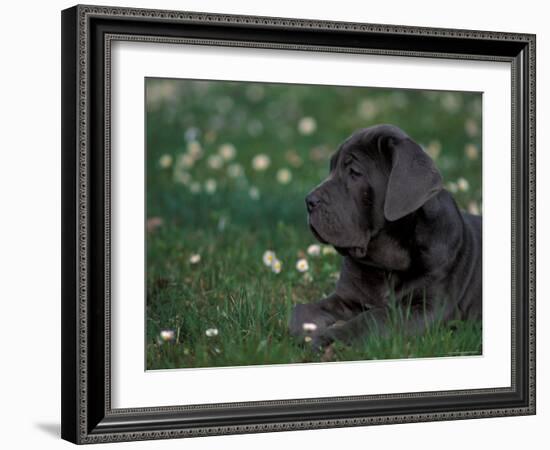 Black Neopolitan Mastiff Puppy Lying in Grass-Adriano Bacchella-Framed Photographic Print