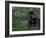 Black Neopolitan Mastiff Puppy Lying in Grass-Adriano Bacchella-Framed Photographic Print