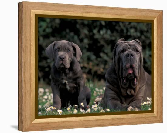 Black Neopolitan Mastiff with Puppy-Adriano Bacchella-Framed Premier Image Canvas