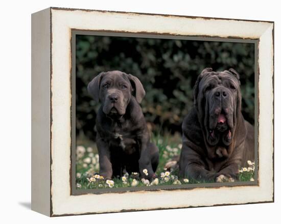 Black Neopolitan Mastiff with Puppy-Adriano Bacchella-Framed Premier Image Canvas