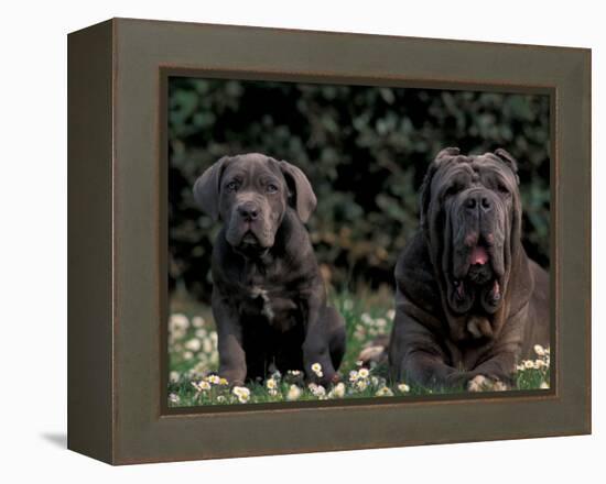 Black Neopolitan Mastiff with Puppy-Adriano Bacchella-Framed Premier Image Canvas