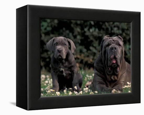 Black Neopolitan Mastiff with Puppy-Adriano Bacchella-Framed Premier Image Canvas