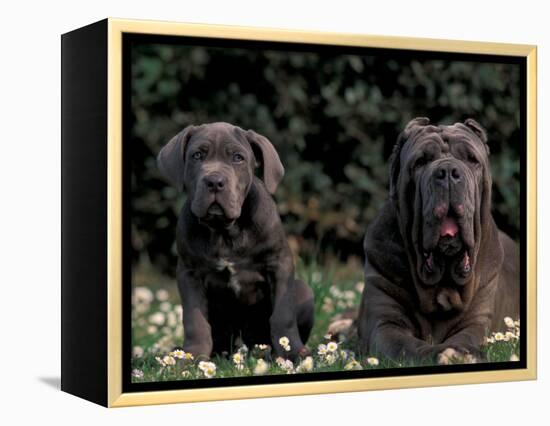 Black Neopolitan Mastiff with Puppy-Adriano Bacchella-Framed Premier Image Canvas