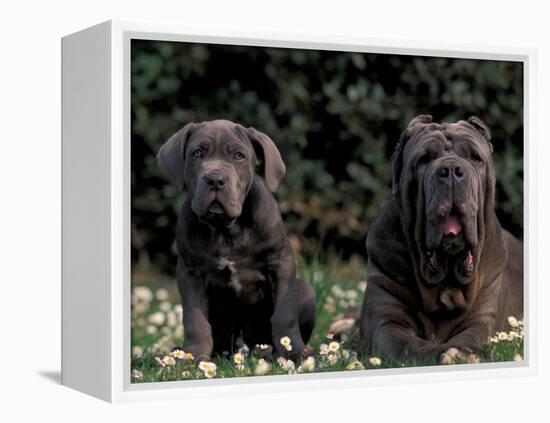 Black Neopolitan Mastiff with Puppy-Adriano Bacchella-Framed Premier Image Canvas