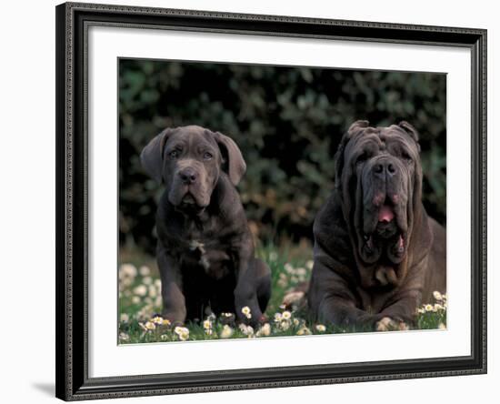 Black Neopolitan Mastiff with Puppy-Adriano Bacchella-Framed Photographic Print