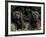 Black Neopolitan Mastiff with Puppy-Adriano Bacchella-Framed Photographic Print