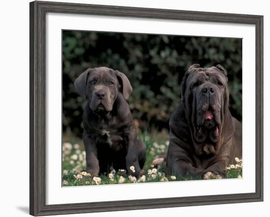 Black Neopolitan Mastiff with Puppy-Adriano Bacchella-Framed Photographic Print