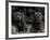 Black Neopolitan Mastiff with Puppy-Adriano Bacchella-Framed Photographic Print