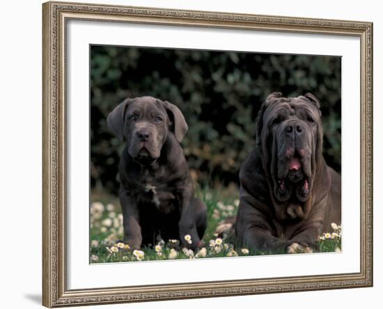 Black Neopolitan Mastiff with Puppy-Adriano Bacchella-Framed Photographic Print